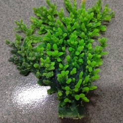 인조산호-13.5x3x14cm (MA158G+PU 아크로포라)-인조산호-원아쿠아