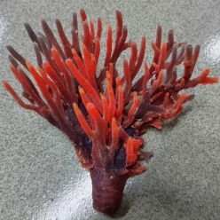 인조산호-13x14x7cm (MA157R+PU 아크로포라)-인조산호-원아쿠아