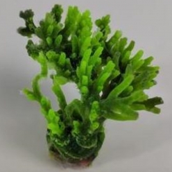 인조산호-7x3x9cm (MA146G+PU 아크로포라)-인조산호-원아쿠아