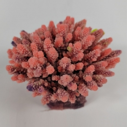 인조산호-10x10x7cm (MA139PI+PU 아크로포라)-인조산호-원아쿠아