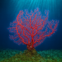 인조산호-70x15x50cm (VT030)-인조산호-원아쿠아