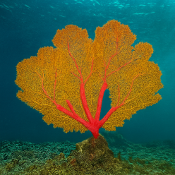 인조산호-100x10x60cm (Seafan002)-인조산호-원아쿠아