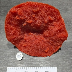 인조산호-30x30x15cm (SH089)-인조산호-원아쿠아