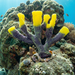 인조산호-30x25cm (SH9077M)-인조산호-원아쿠아