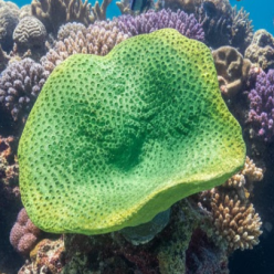 인조산호-30x30x25cm (H-VT004)-인조산호-원아쿠아