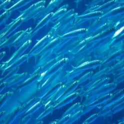 일본 정어리 Japanese Sardine(Sardinops melanostictus)
