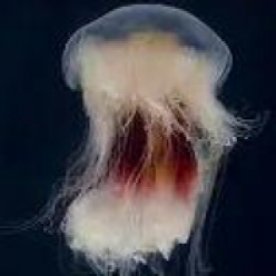 dwarf Lion jellyfish (cyanea versicolor)