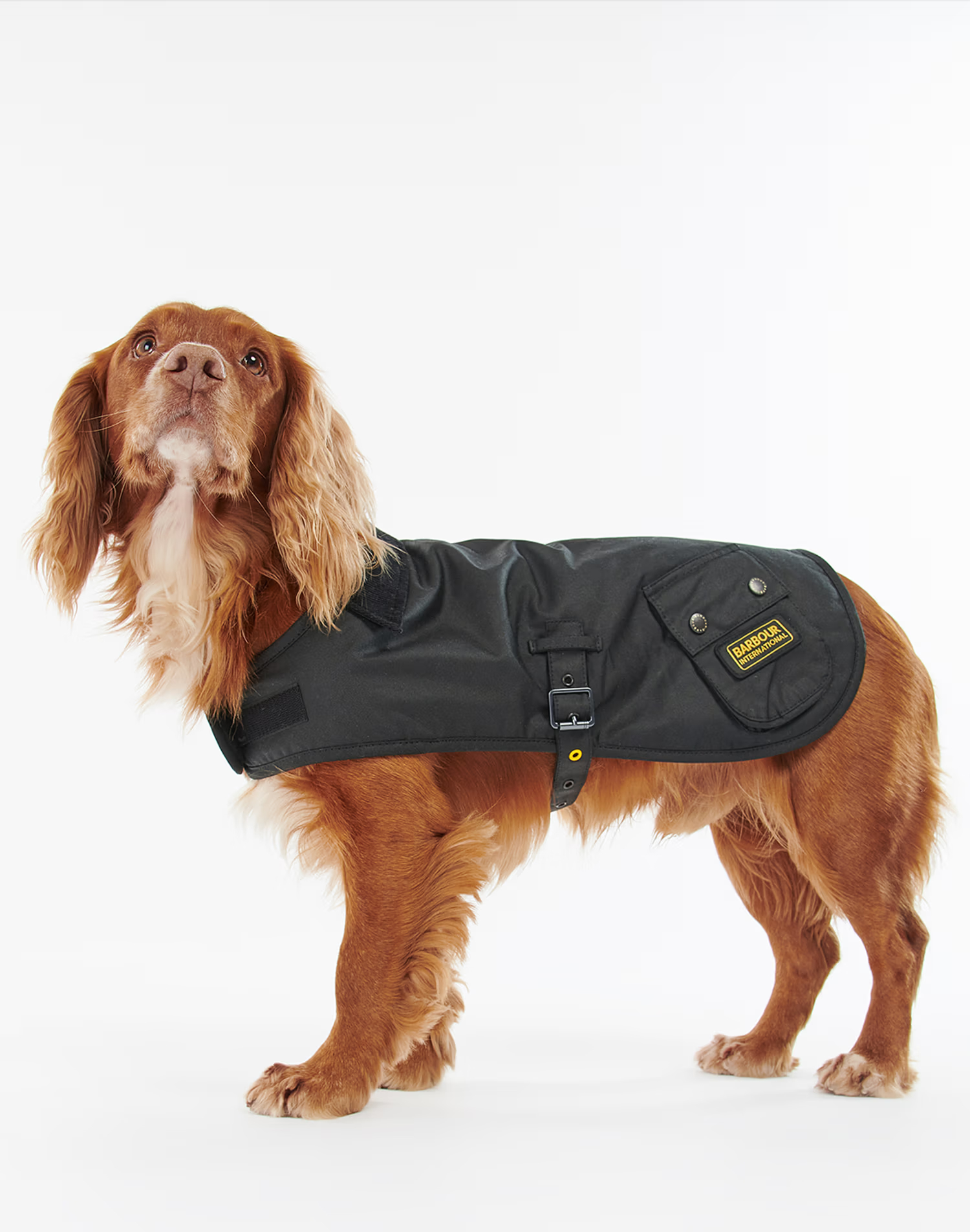 블랙 애견 왁스 코트