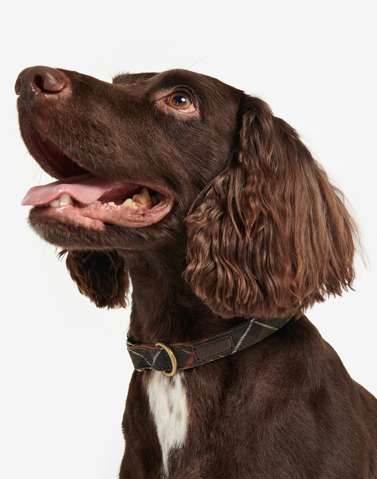 [25FW] 도그 타탄/웨빙 카라