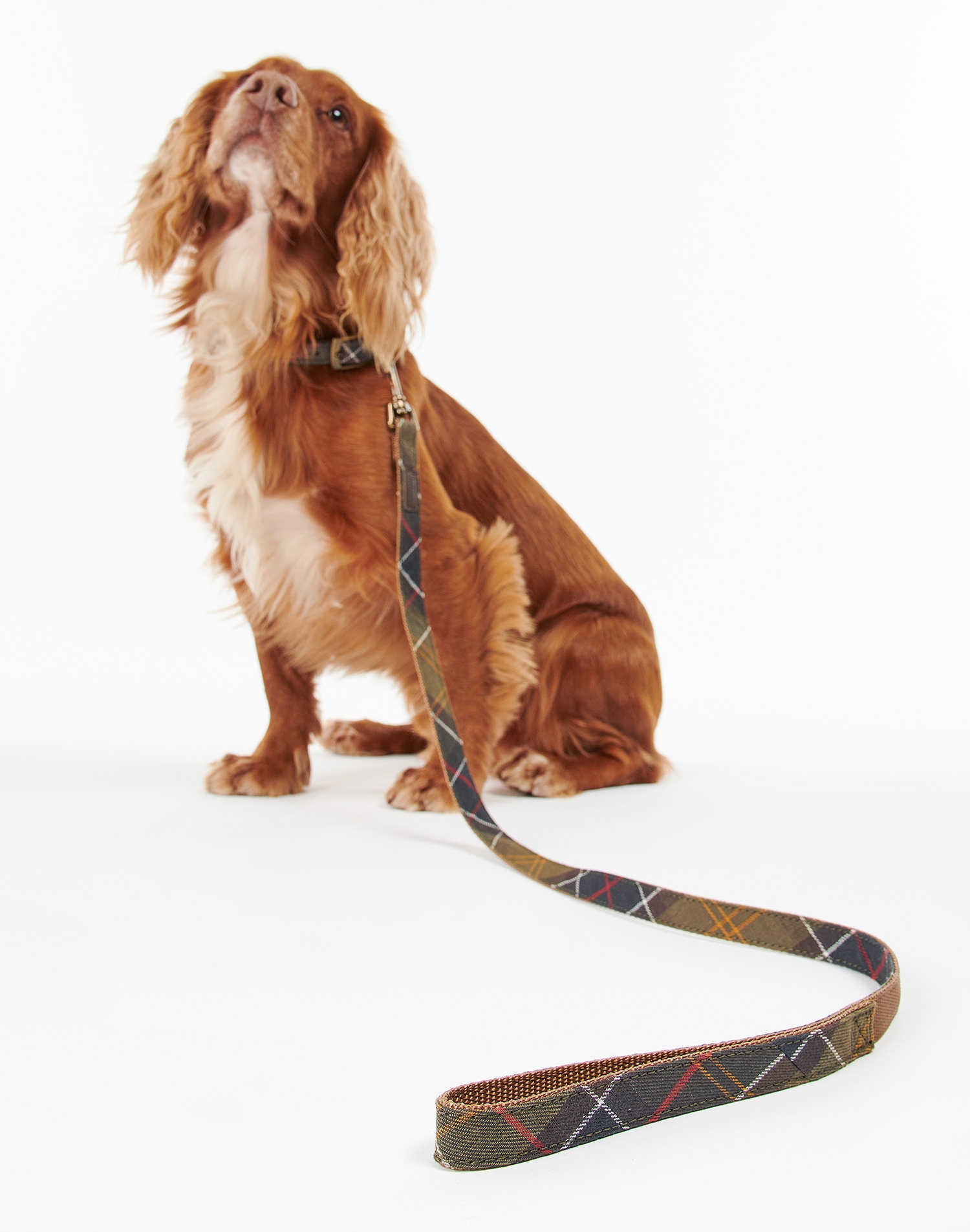 [25FW] 도그 타탄/웨빙 리드