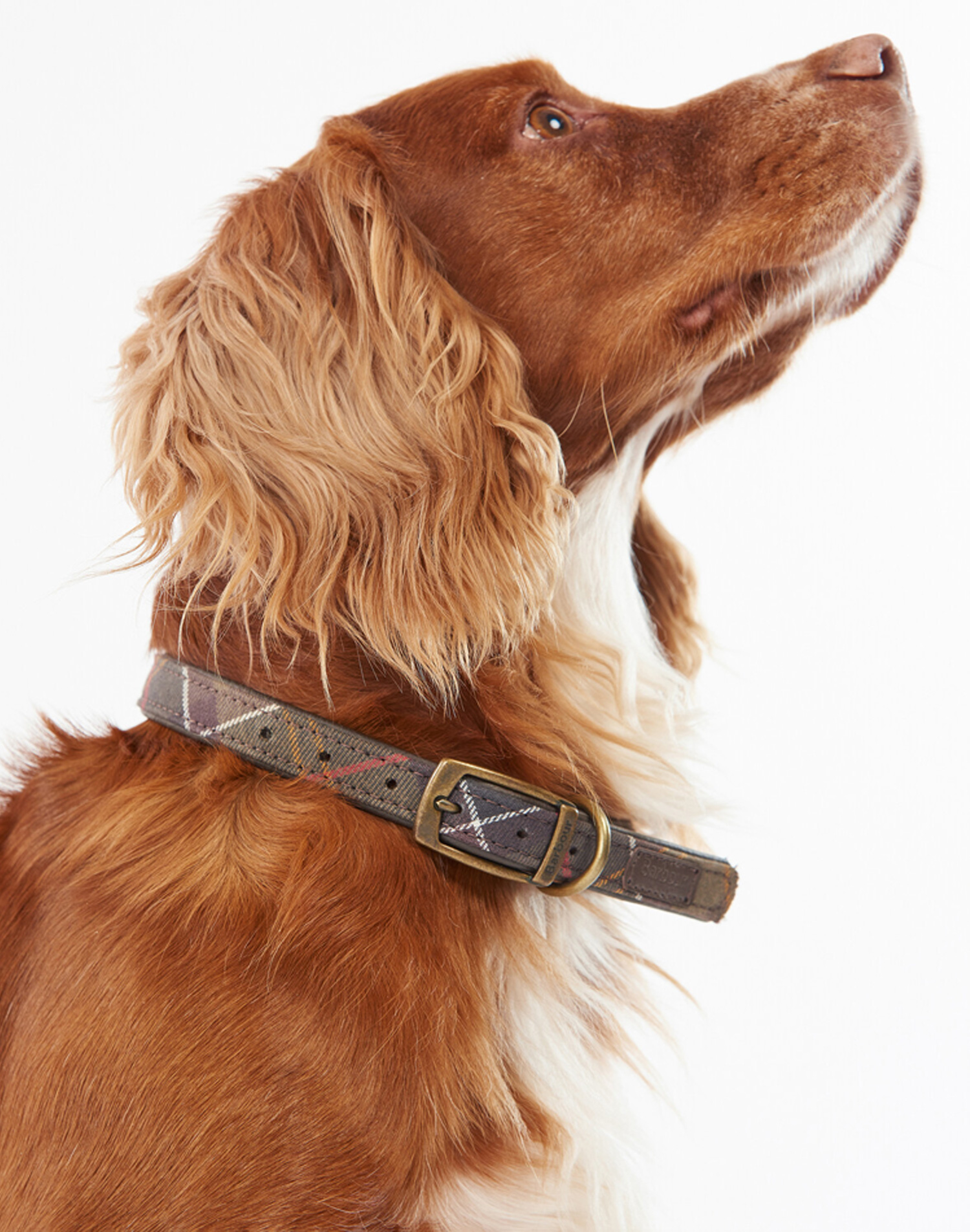 [25FW] 도그 타탄 카라