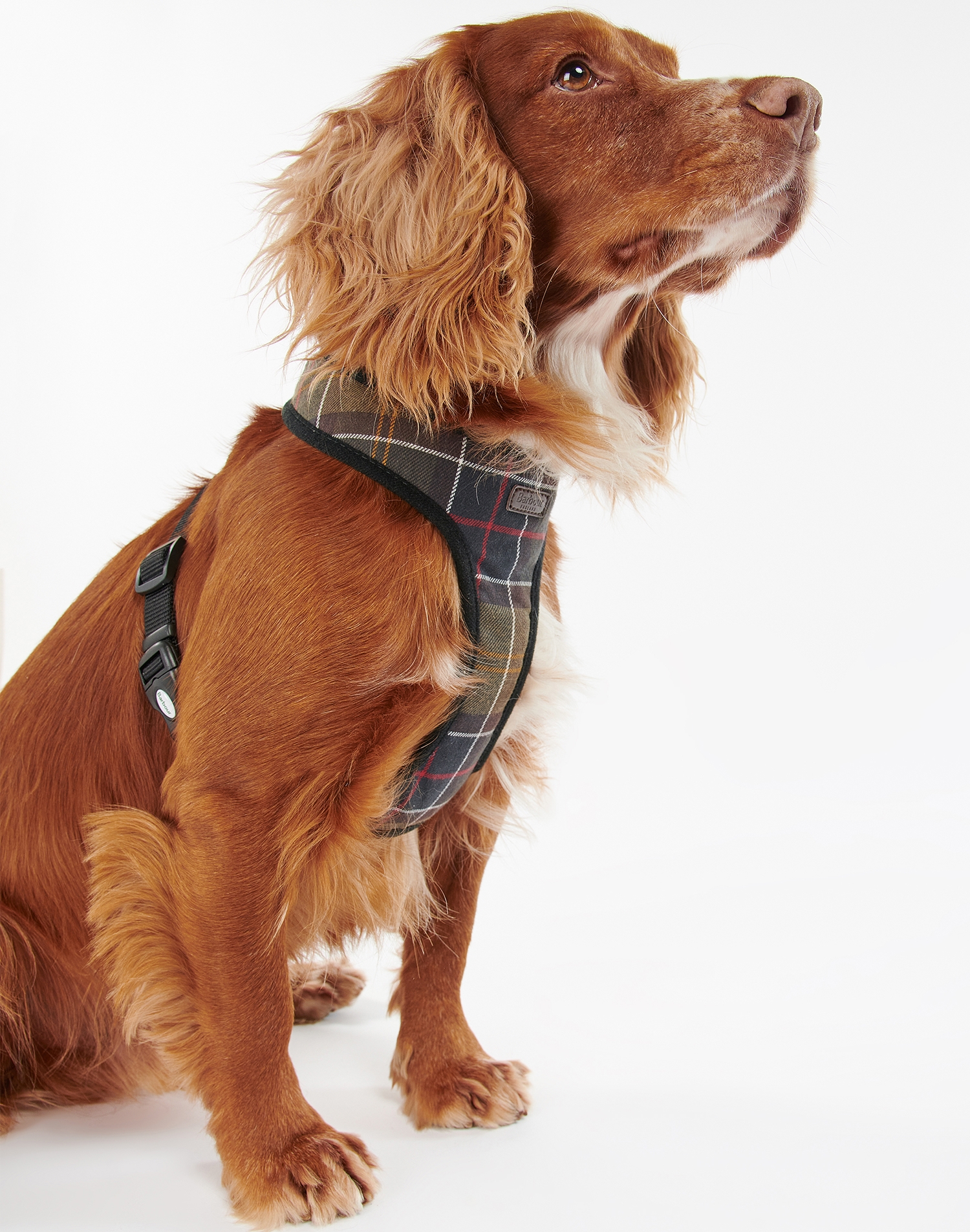 [25FW] 도그 타탄 하네스