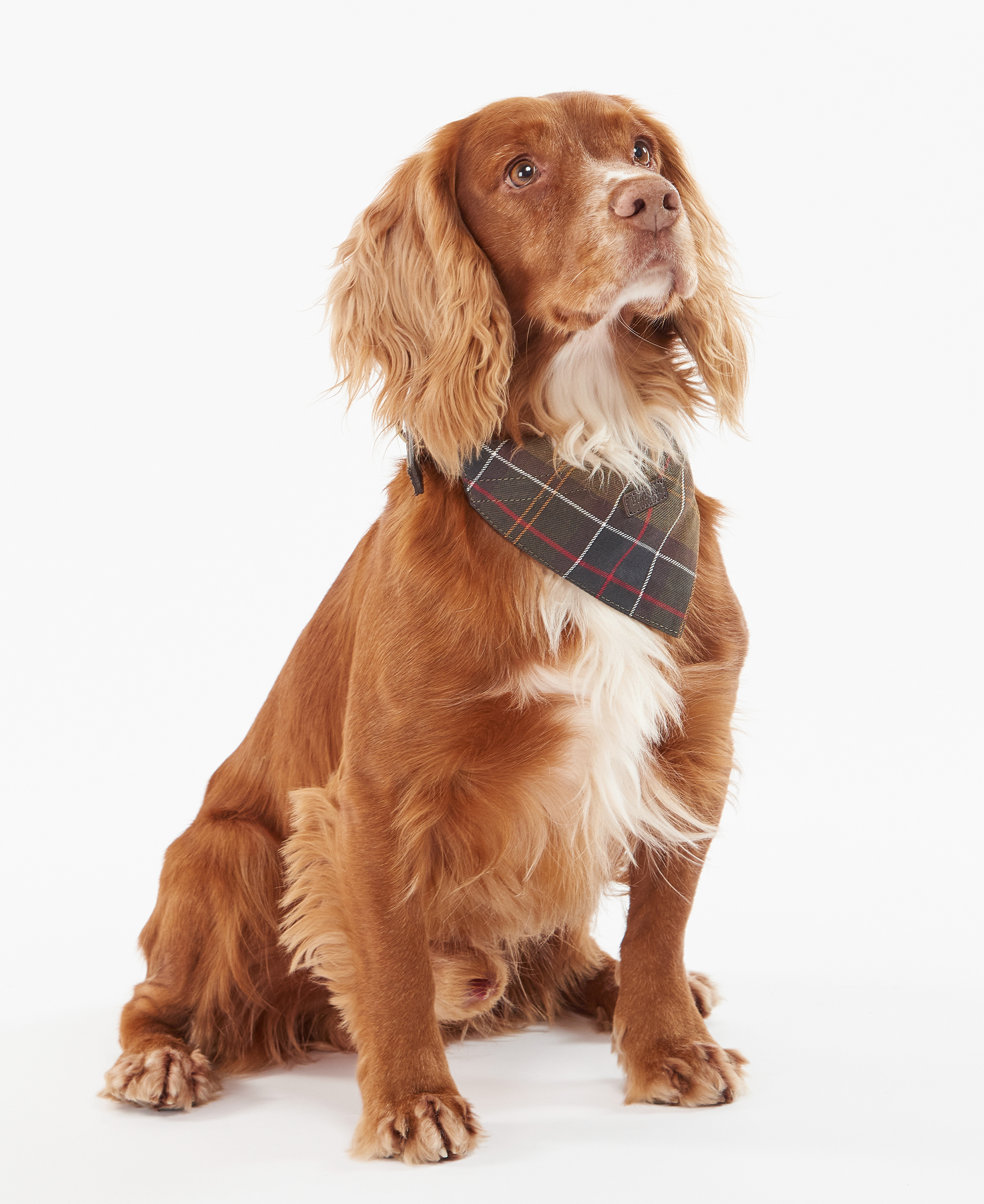 [26SS] 도그 멀티컬러 Tartan 반다나