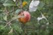 [특별판매]농축하지 않은 유기농 사과즙 16포, 자연재배로  키운 사과로 만들었습니다.