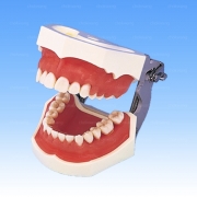 P15DP-004
