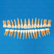 B2-306(28's)