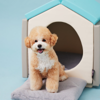 퍼니존펫 폼폼하우스