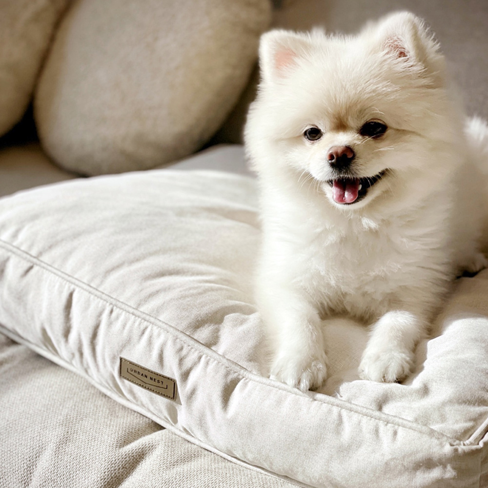 이노센트 포시즌 양면방석 L i106146