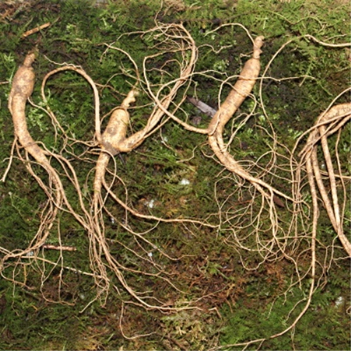 지리산 함양 산양삼 7-8년근 5뿌리 명절 선물세트 산양산삼