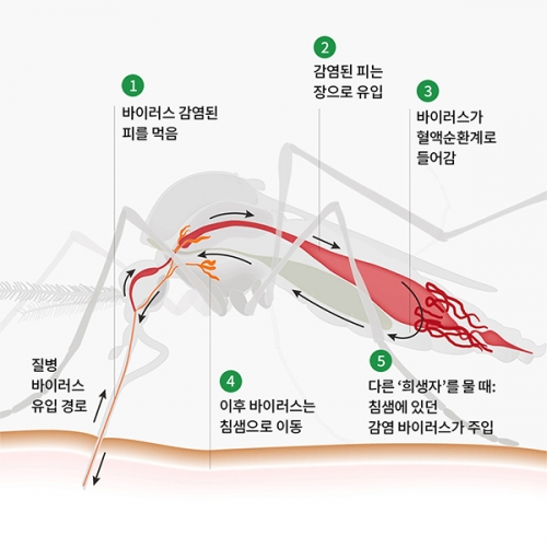 국보 킬라바트위스트 모기유충제거 방역 살충 가루 산제 100g