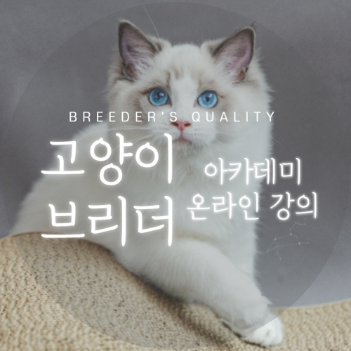 고양이 아카데미(온라인 강의)