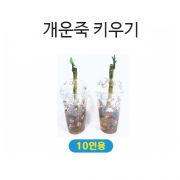 개운죽키우기 개운죽화분 10인세트 개구리알 개운죽