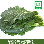 유기농 케일(녹즙용) 1kg