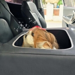 페로가토 카시트 안전하우스 차콜