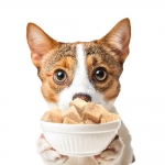 피어 강아지 동결건조 올가트릿 닭가슴살 120g