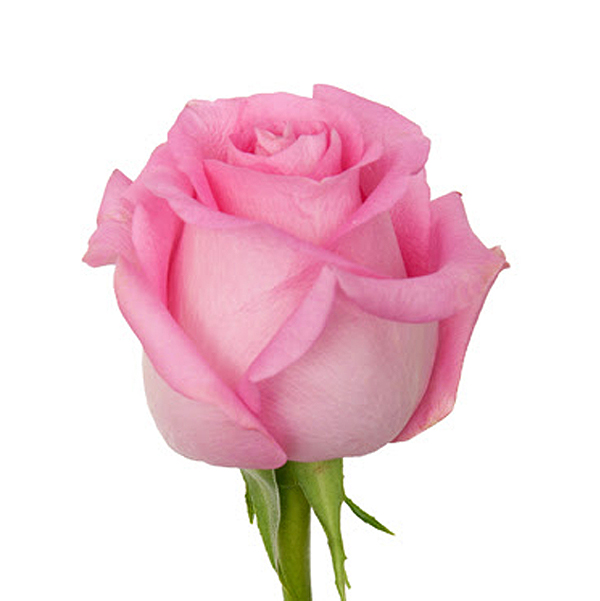 430-41b08ff5-2a7a-4bb0-8168-b230653b929c600_134031.jpg