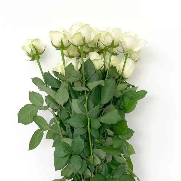 L1Oqq2D21629700395_151547.png