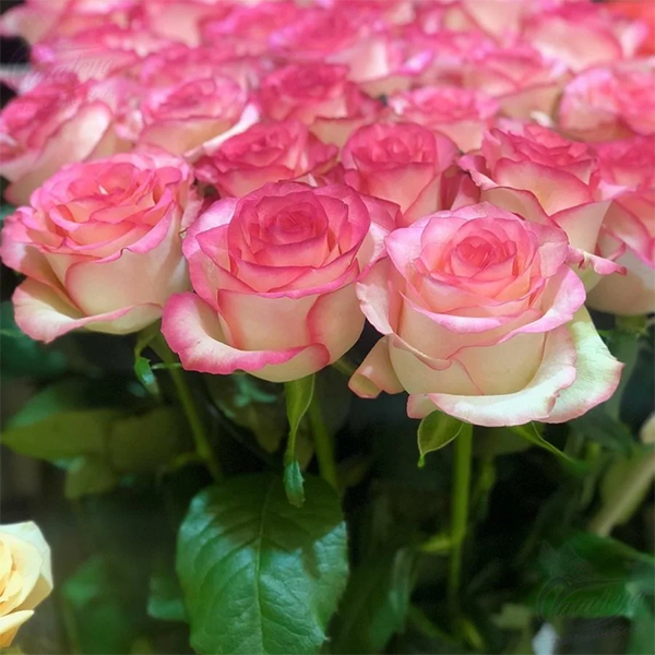 savorin-rose-jumilia-1000x1000600_131527.png