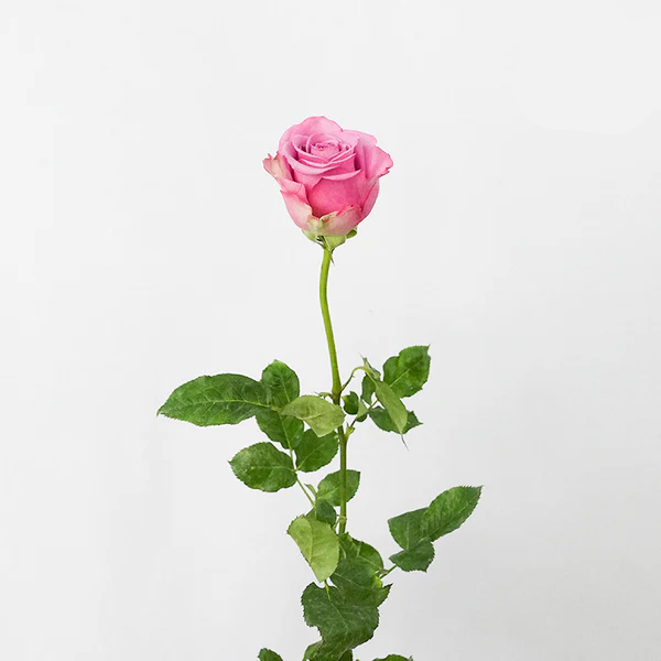 국내산/장미/리바이벌/핑크