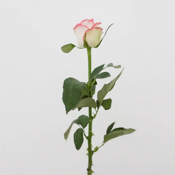 국내산/장미/주멜리아/화이트+핑크 투톤