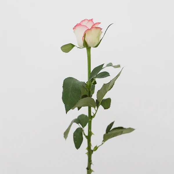국내산/장미/주멜리아/화이트+핑크 투톤