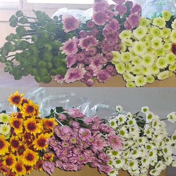 프로기/아르거스/포드/델몬트/보라미/크림/10단