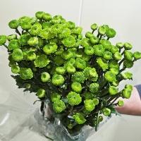 프로기/아르거스/포드/델몬트/보라미/크림/10단