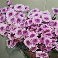 프로기/아르거스/포드/델몬트/보라미/크림/10단