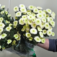 프로기/아르거스/포드/델몬트/보라미/크림/10단