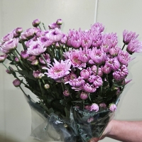 프로기/아르거스/포드/델몬트/보라미/크림/10단