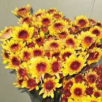 프로기/아르거스/포드/델몬트/보라미/크림/10단