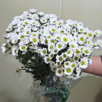 프로기/아르거스/포드/델몬트/보라미/크림/10단