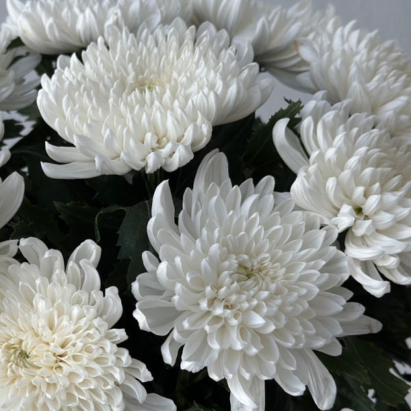 베트남 대국 마카도(상급) 15단 - 4/23~24출고