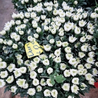 베트남 대국 마카도(상급) 15단 - 4/23~24출고