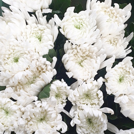 중국/신마/15단 - 5/15~16출고