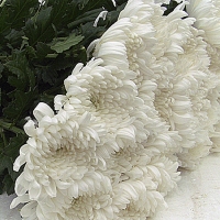 중국/신마/15단 - 5/15~16출고