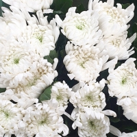 중국/신마/15단 - 5/15~16출고