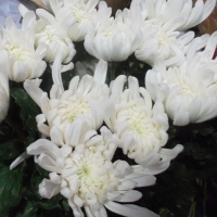 중국/리바동/15단 - 5/15~16출고