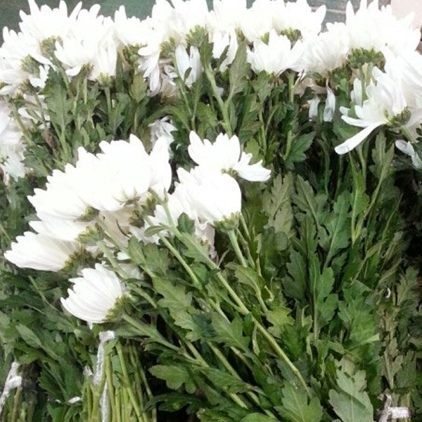 중국/리바동/15단 - 5/15~16출고