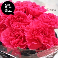 <B>[당일출고]</B><P></P> 콜롬비아 카네이션  <P></P> 만달레이 (1단 19,800원)